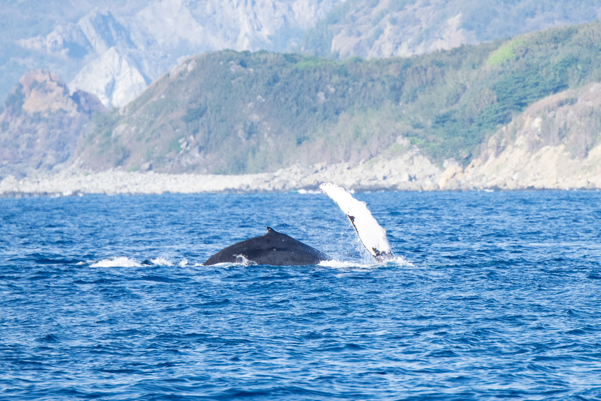 クジラいっぱいです。