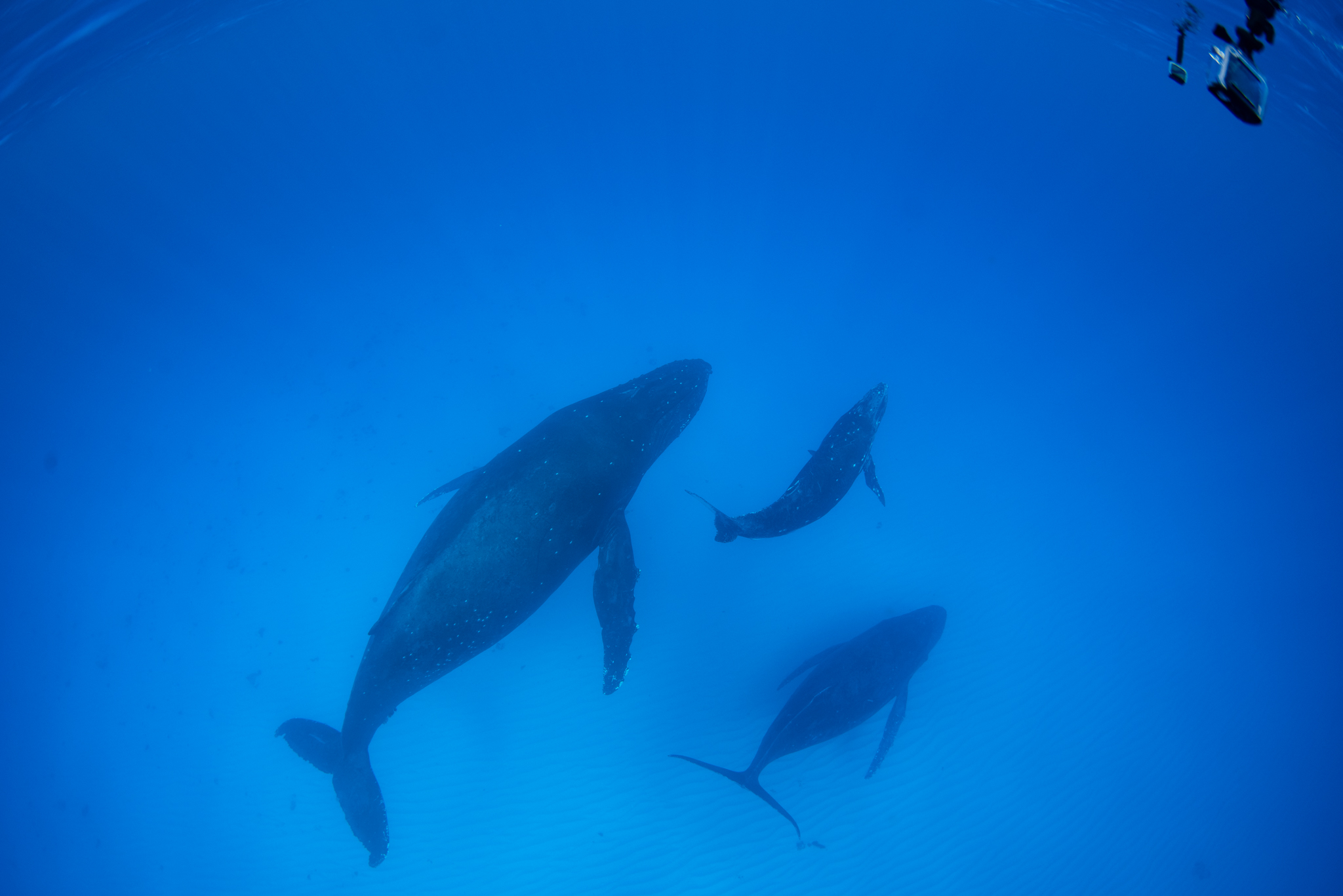 船になついちゃうクジラちゃん。