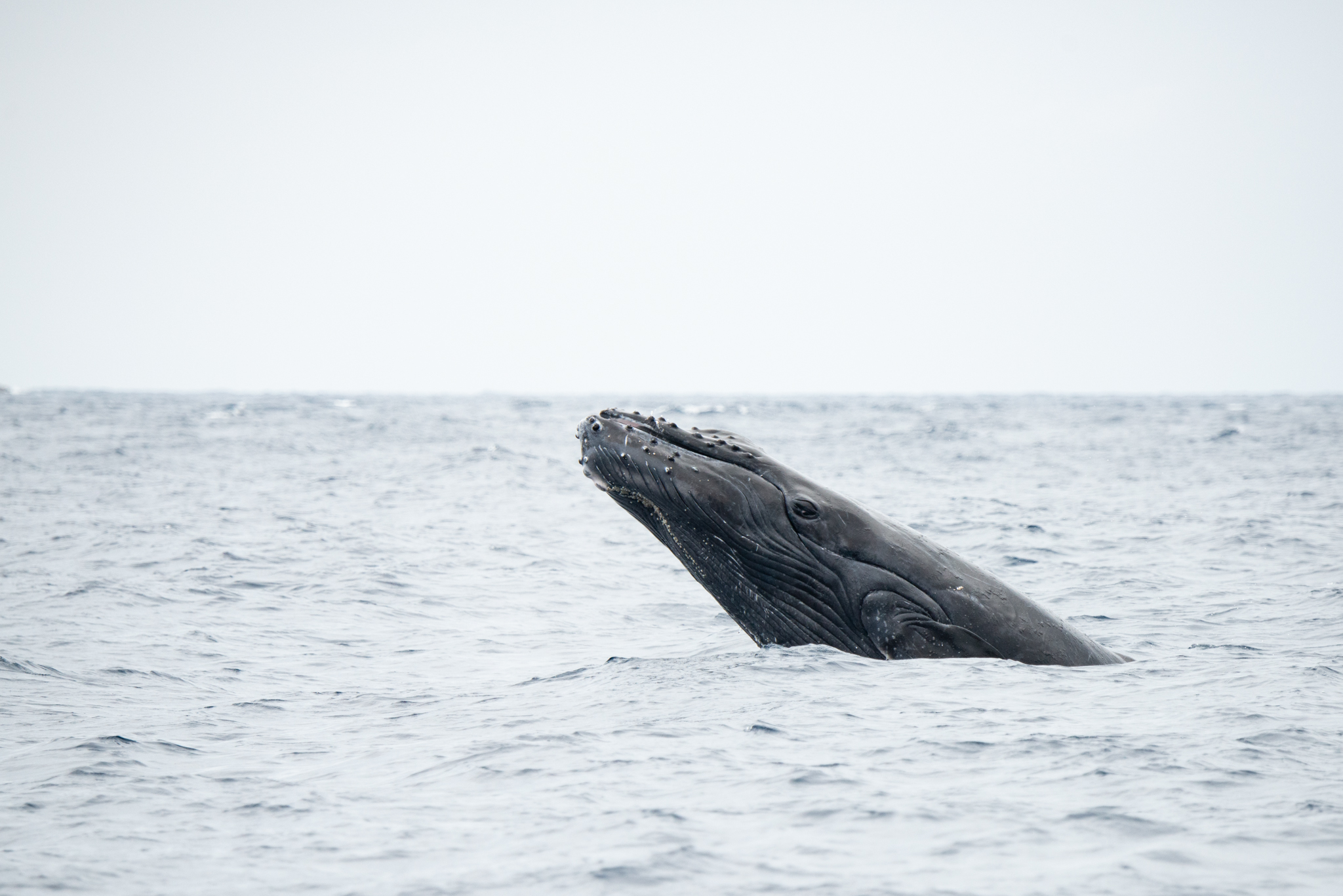 春、クジラとそれから、