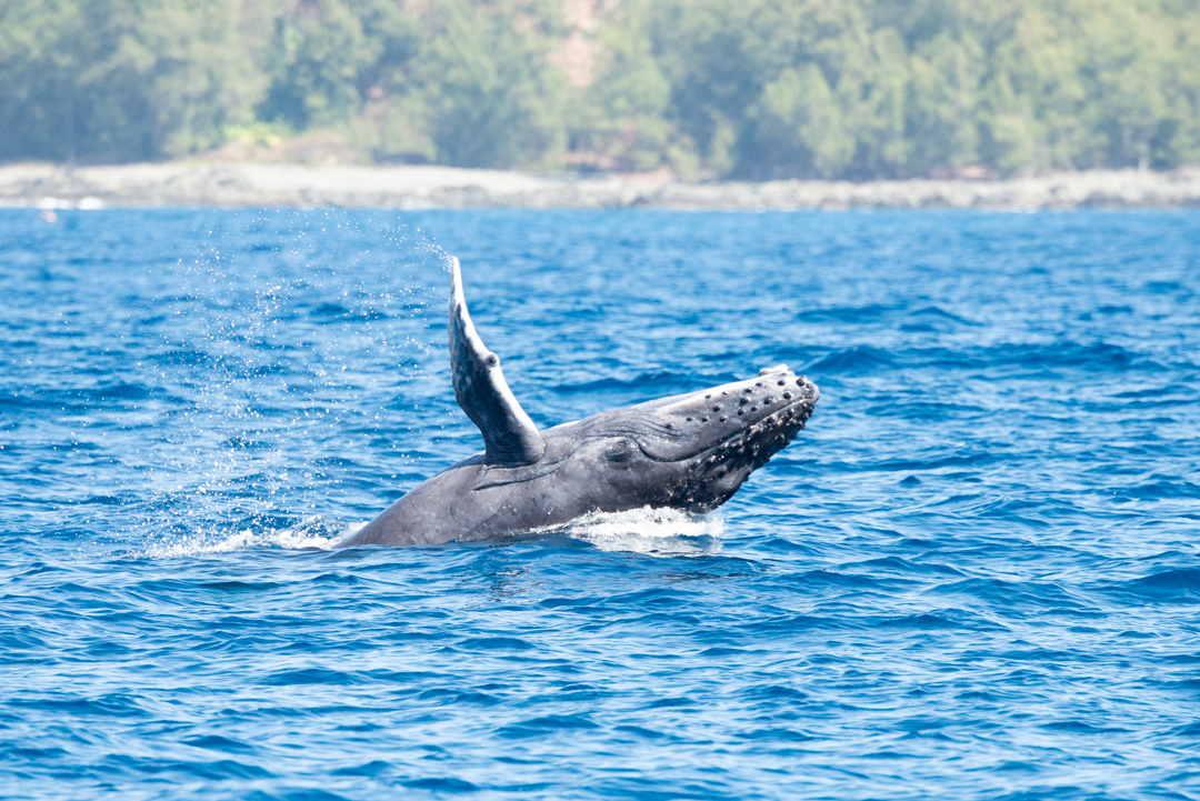 海況よし！最終日は子クジラのブリーチ祭り。