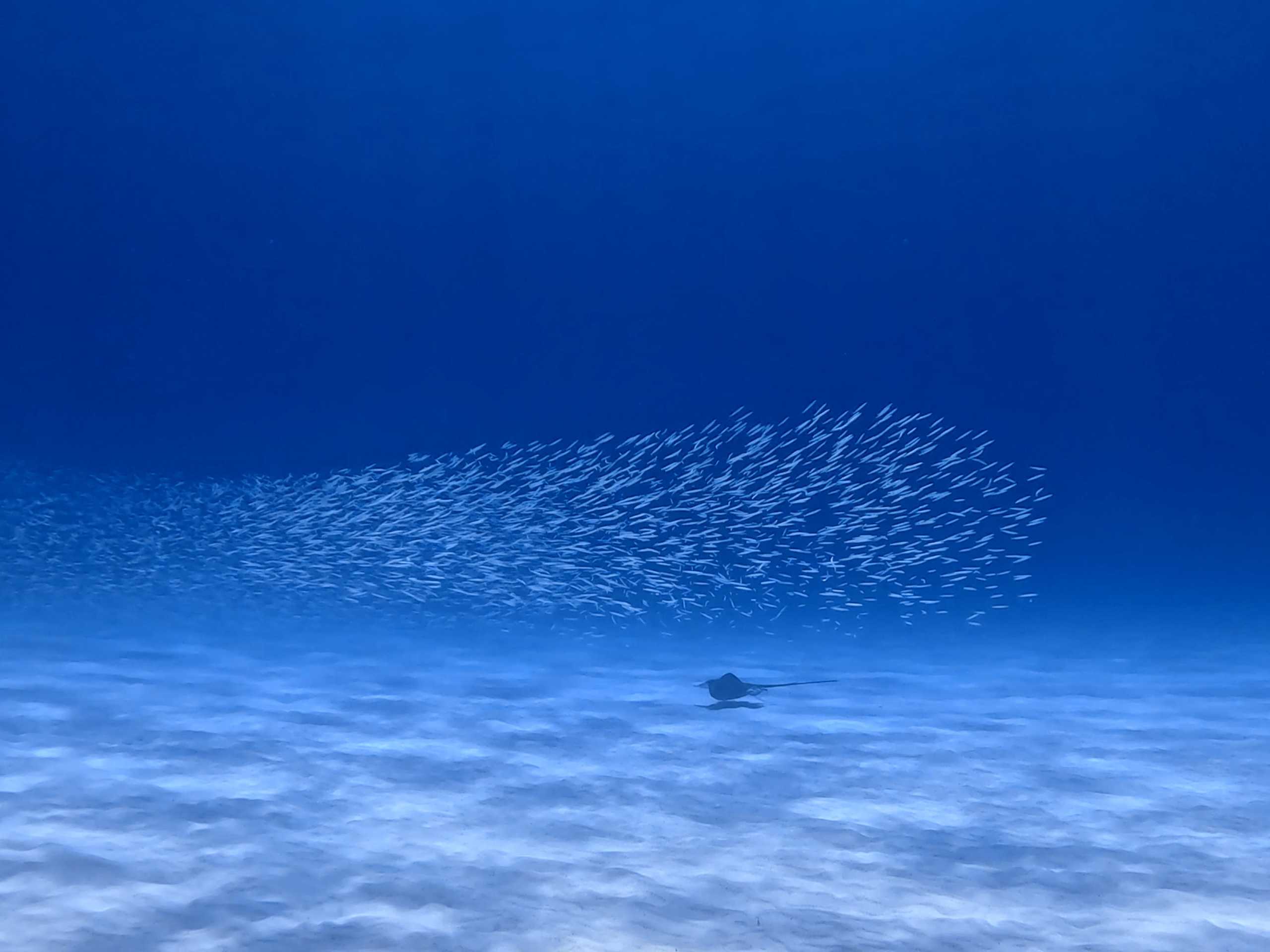 夏はすぐそこ