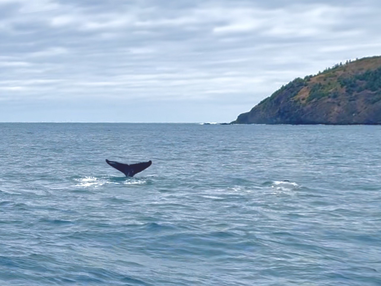 クジラ増えてます〜